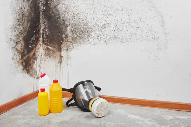 Best Local Mold Removal Service  in Madison Heights, VA