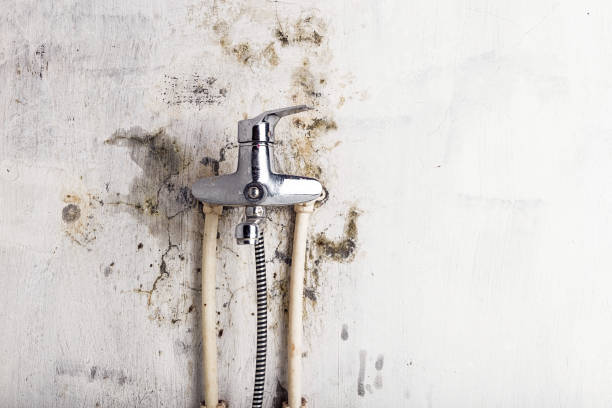 Best Mold Remediation Services  in Madison Heights, VA