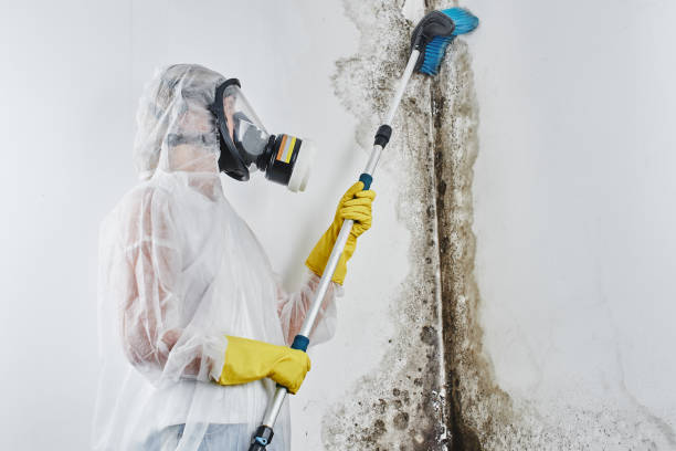 Mold Testing and Removal in Madison Heights, VA