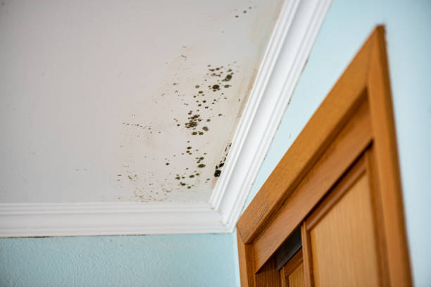 Best Fast Mold Removal  in Madison Heights, VA