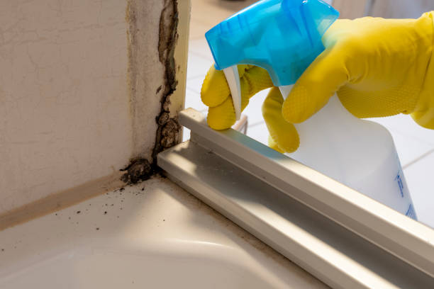 Best Black Mold Removal  in Madison Heights, VA