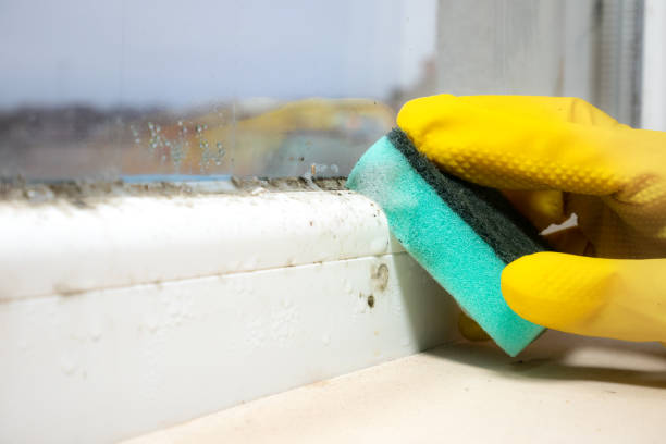 Best Certified Mold Removal  in Madison Heights, VA