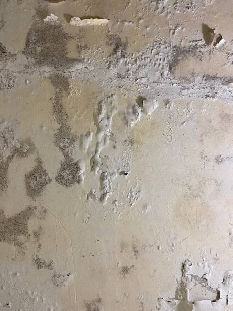 Best Mold Removal Specialists  in Madison Heights, VA