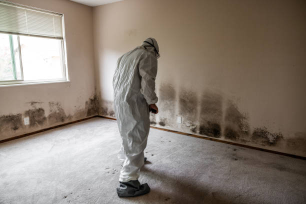 Office Mold Removal Services in Madison Heights, VA