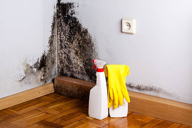 Best Commercial Mold Removal  in Madison Heights, VA