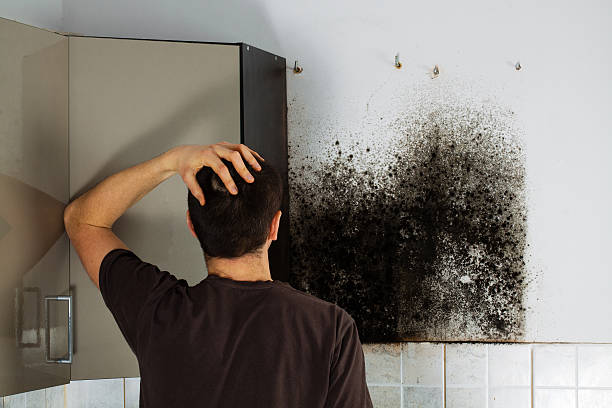Best Toxic Mold Removal  in Madison Heights, VA